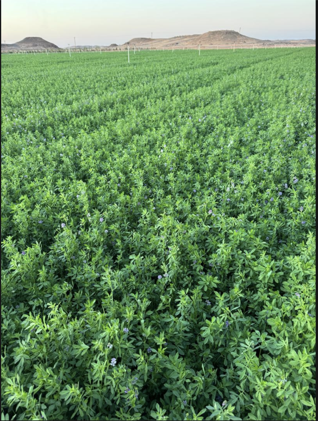 Al Raya Fields in Sabha